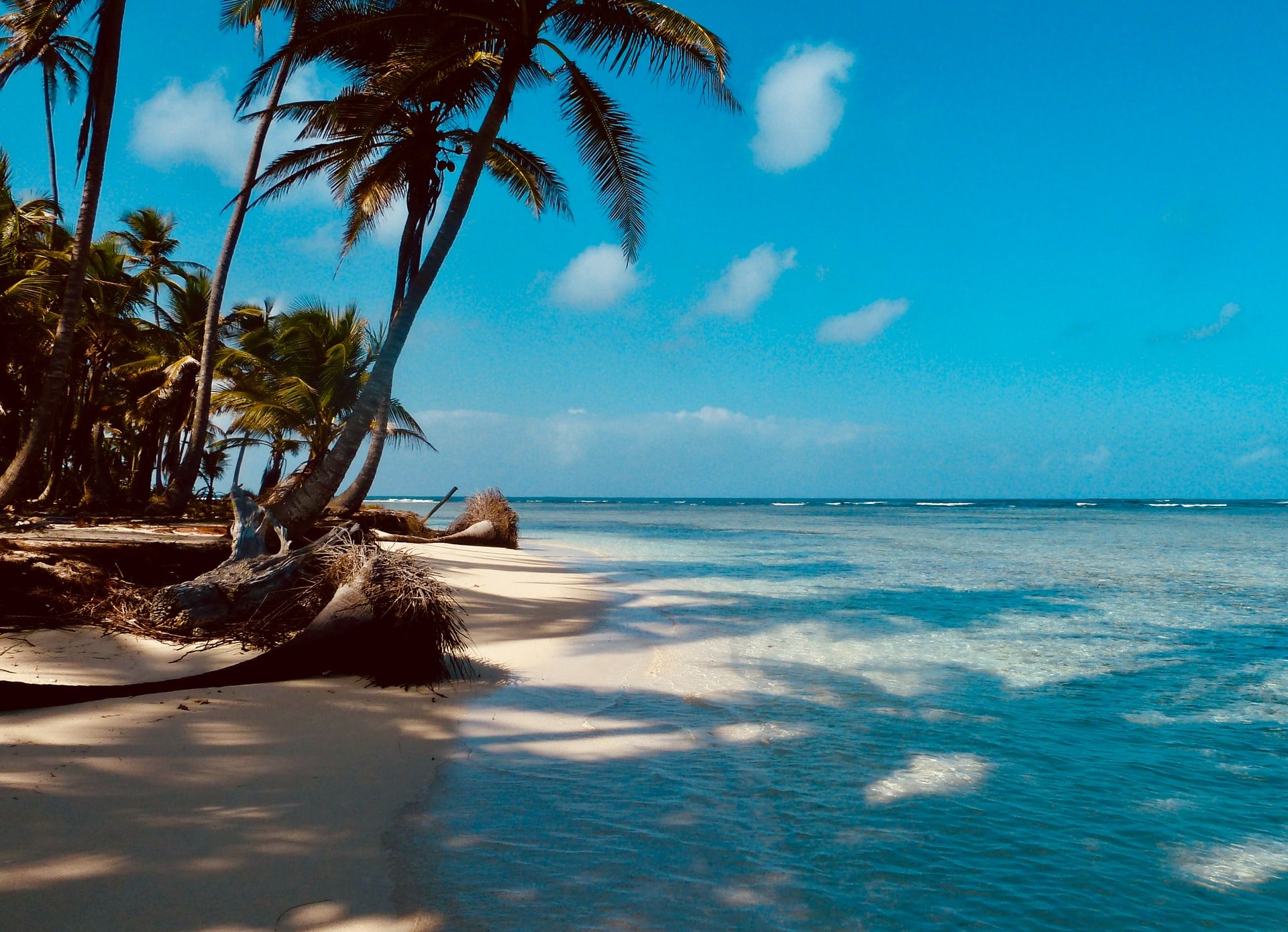 Fotografía de una playa con palmeras a la orilla del mar, cielo azulado en el horizonte.